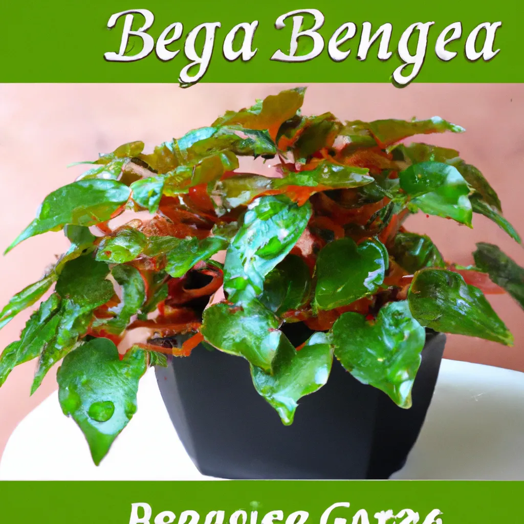 Jak i kiedy podlewać skrzydłokwiat?